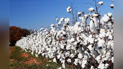 'Paxta hosilini terish uchun narxlar belgilandi'ning rasmi