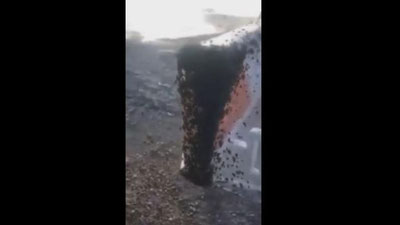 Изрображение 'ТЫСЯЧИ ПАУКОВ ОККУПИРОВАЛИ ШОССЕ В США (ВИДЕО)'