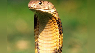 'Kobra bilan suratga tushgan erkak o`sha zahoti halok bo`ldi 'ning rasmi