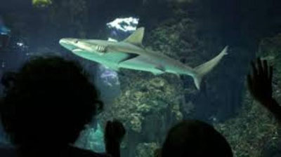 'AQShda baliq o`g`rilari akvariumdan nahangni olib chiqib ketishdi (Video)'ning rasmi