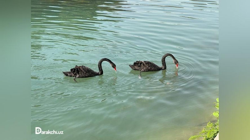 'Bugun O`zbekistonda harorat ko`tariladi'ning rasmi