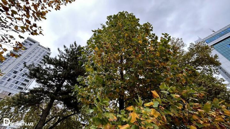 'Бугун Ўзбекистон бўйича ёмғир ёғади, баъзи жойларда кучли бўлади'ning rasmi