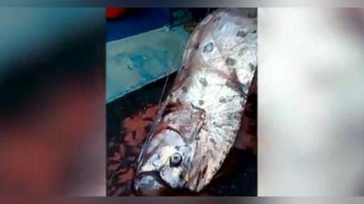 'Chililik baliqchilar seldlar qirolini tutib olishdi (Video)'ning rasmi