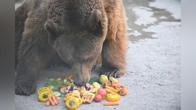 Изрображение 'В Ташкентском зоопарке провели показательное кормление медведя Зузу (фото, видео)'