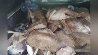 'Qoraqalpog`istonda 13 bosh jayronni otib o`ldirgan brakonerlar qo`lga olindi'ning rasmi