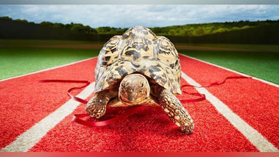 'ENG ChAQQON TOShBAQA'ning rasmi