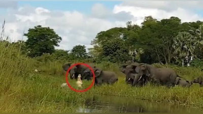 '​Фил боласи ва тимсоҳнинг ҳаёт-мамот жанги (Видео) 'ning rasmi