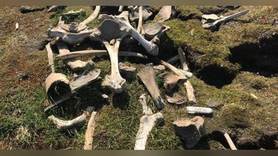 'Yoqutistonda mamont suyaklari va terisi topildi 'ning rasmi