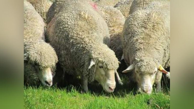 'BOYSUN-FARM” EIZDA QO`Y JUNIDAN INSON UChUN FOYDALI MODDA OLINADI'ning rasmi