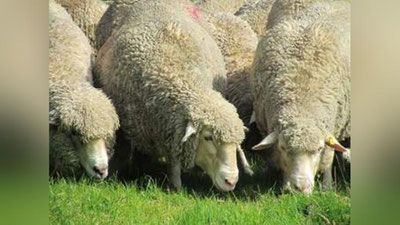 'BOYSUN-FARM” EIZDA QO`Y JUNIDAN INSON UChUN FOYDALI MODDA OLINADI'ning rasmi