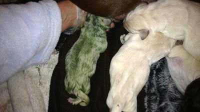 '​Buyuk Britaniyada yashil rangli labrador bolasi dunyoga keldi'ning rasmi