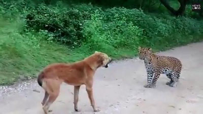 'Jasur it och leopardni chekinishga majbur qildi (Video)'ning rasmi