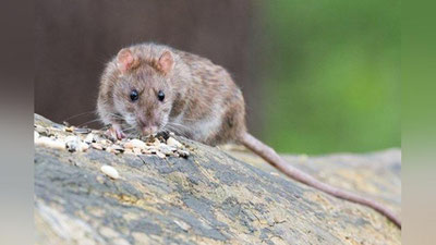 'Kalamushlar Nyu-Yorkka hujum qilishmoqda'ning rasmi