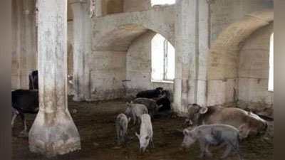 'Armanlar Qorabog`dagi masjidlardan molxona va cho`chqaxona sifatida foydalangan (foto)'ning rasmi