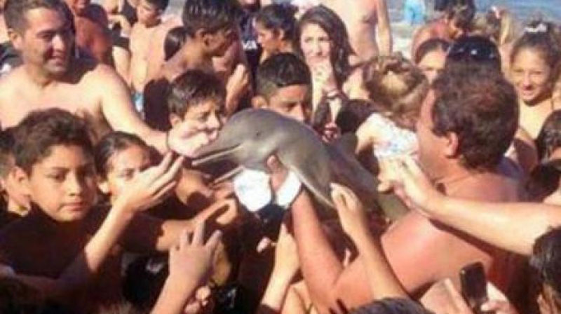 Изрображение 'Дельфин стал жертвой селфи '