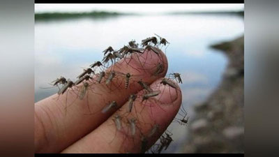 Изрображение 'ПОЛЧИЩА КОМАРОВ АТАКОВАЛИ МАШИНУ РЫБАКА ИЗ СИБИРИ (ВИДЕО)'