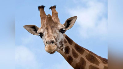Изрображение 'В ТАШКЕНТСКОМ ЗООПАРКЕ ПОЯВИЛСЯ ЖИРАФ'