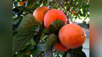 'XURMO — SARATON XASTALIGIGA ShIFO!'ning rasmi