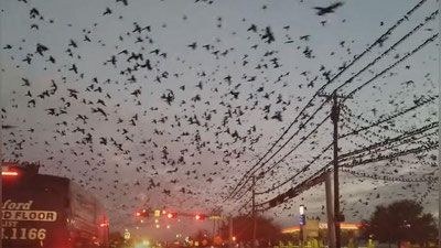 Изрображение 'ТРИЛЛЕР "ПТИЦЫ" НАЯВУ: ГОРОД В США ЗАПОЛОНИЛИ СОТНИ ПЕРНАТЫХ (ВИДЕО)'