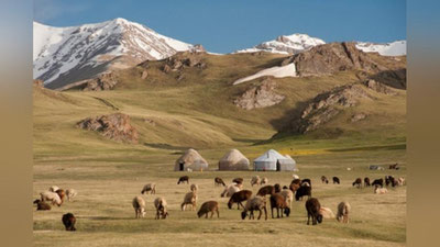 'Nurota tog`larida qarovsiz qoldirilgan 131 bosh qo`y va echkilar sotib yuborilgani aniqlandi'ning rasmi
