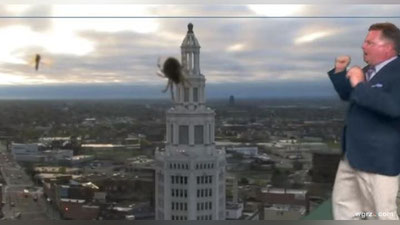 Изрображение 'ГИГАНТСКИЙ ПАУК НАПУГАЛ АМЕРИКАНСКОГО ТЕЛЕВЕДУЩЕГО (ВИДЕО)'