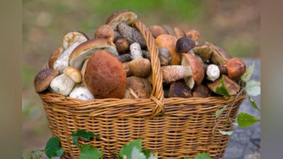 'Мутахассис огоҳлантирди: Истеъмолга яроқли қўзиқориндан ҳам заҳарланиш мумкин'ning rasmi