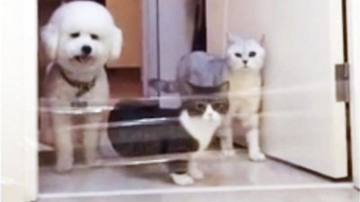 Изрображение 'ВИДЕО НА ТЕМУ: "КТО УМНЕЕ- КОШКИ ИЛИ СОБАКИ?" РАЗВЕСЕЛИЛО СЕТЬ'