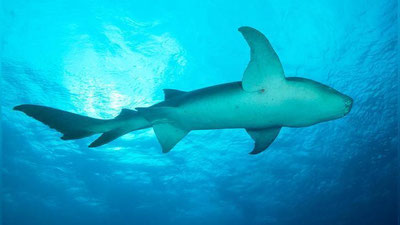 'Avstraliyada akula syorferga hujum qildi 'ning rasmi