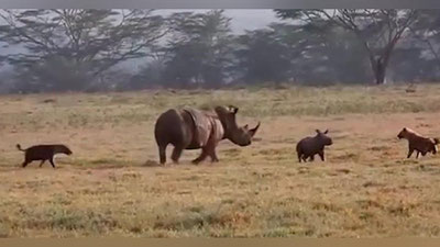 'Она каркидон боласини йиртқичлардан ҳимоя қилди (Видео)'ning rasmi