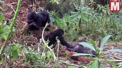 'Gorilla bolasi onasining jasadi ustida qattiq qayg`uga botdi 'ning rasmi
