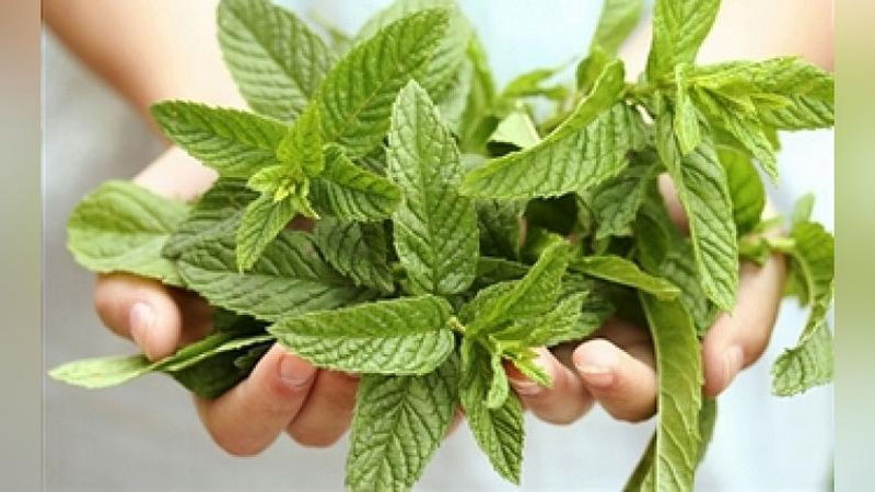 'O`T PUFAGINGIZGI BEZOVTA QILYaPTIMI? 'ning rasmi