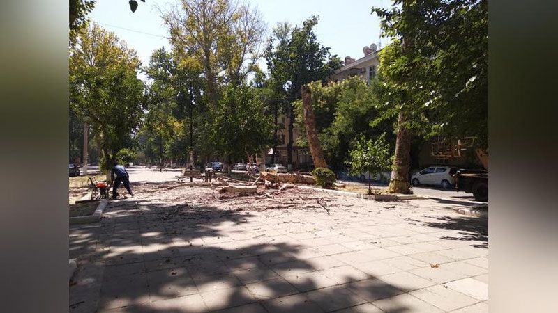 Изрображение 'Экопартия предложила Кабинету министров ввести временный мораторий на вырубку деревьев'