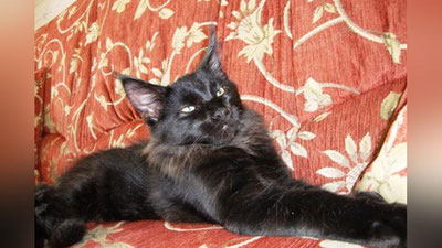 Изрображение 'КОТ С ЧЕЛОВЕЧЕСКИМ ЛИЦОМ ПОРАЗИЛ СЕТЬ (ВИДЕО)'