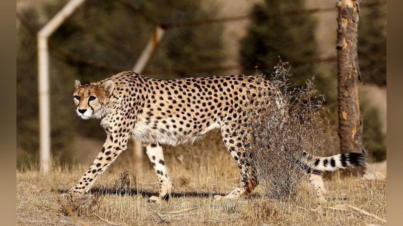 'Osiyo gepardlarini O`zbekistonga qaytarish bo`yicha Milliy reja ishlab chiqiladi'ning rasmi