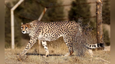 'Osiyo gepardlarini O`zbekistonga qaytarish bo`yicha Milliy reja ishlab chiqiladi'ning rasmi