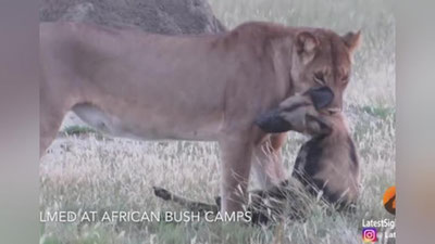 'Gienasimon it o`zini o`likka solib, arslonning komidan qutulib qoldi (Video) 'ning rasmi