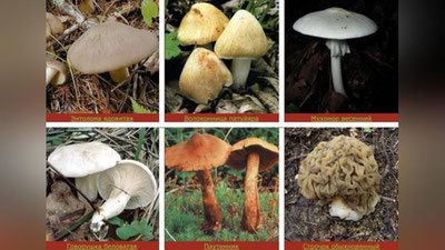 '​FVV ogohlantiradi: qo`ziqorindan zaharlanish insonni o`limga olib keladi'ning rasmi