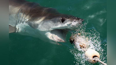 'Балиқчилар тасодифан товонбалиқ ўрнига олти метрли наҳангни жалб қилишди 'ning rasmi