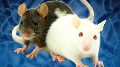 'Hindistonda sichqonlar bankomatdagi pullarni eb qo`ydi'ning rasmi