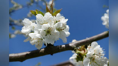 'O`zbekistonda kelasi hafta boshida qanday ob-havo kutilayotgani ma`lum qilindi'ning rasmi