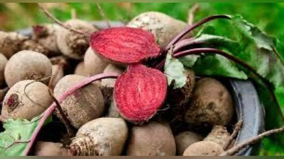 'Misr Jizzaxda qand lavlagi etishtirmoqchi'ning rasmi