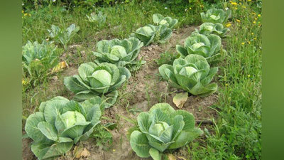 'O`zbekiston 10 oy davomida necha tonna karam eksport qilgani ma`lum bo`ldi'ning rasmi