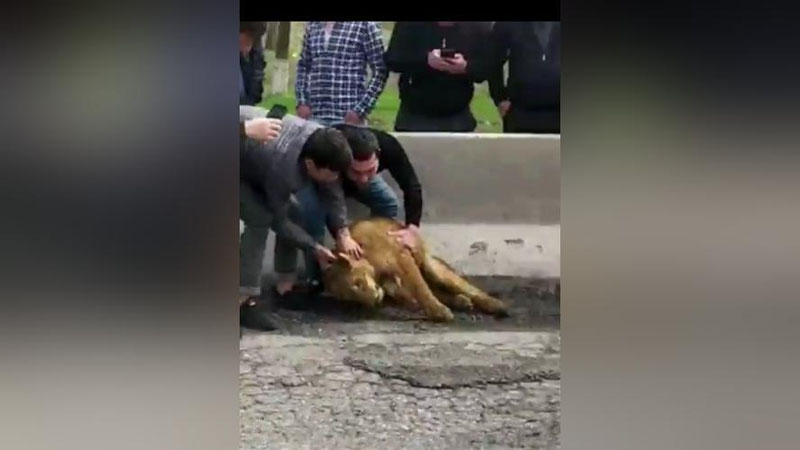 'Ijtimoiy tarmoqlarda "Samarqandda sher bolasi topib olindi" deya tarqalgan xabar yuzasidan rasmiy ma`lumot berildi (video)'ning rasmi