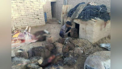 'Qashqadaryoda eshak go`shtini pullayotgan erkaklar ushlandi'ning rasmi