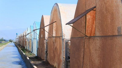 'Chortoqdagi issiqxonalar haqida ekspert: "Tabiiy hodisa oqibatlarini islohotlarning "muvaffaqiyatsizligi" sifatida taqdim etishga harakat qildilar"'ning rasmi