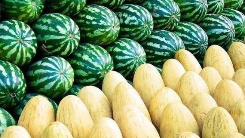 'Ўзбекистон қовун ва тарвуз экспортидан қанча даромад топаётгани маълум қилинди'ning rasmi