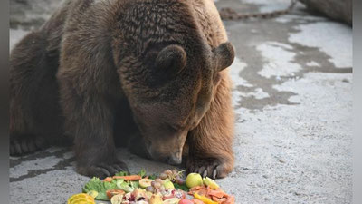'Тошкент ҳайвонот боғида Зузу лақабли айиқ «тақдирланди»'ning rasmi