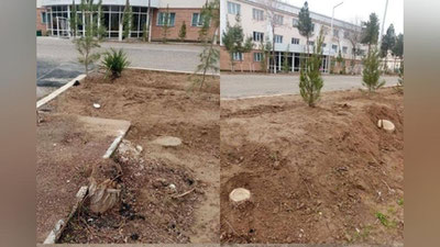 'Норозиликларга қарамай кесиб ташланган дарахтлар сабаб Қарши давлат университетининг 6 ходими жавобгарликка тортилди   'ning rasmi