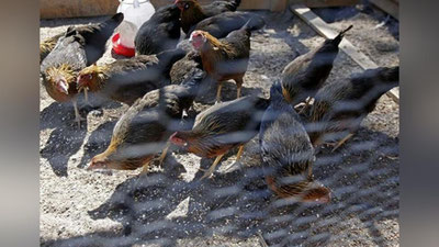 'Испанияда парранда гриппи тарқалиши сабабли 130 минг бошдан ортиқ товуқ йўқ қилинади'ning rasmi