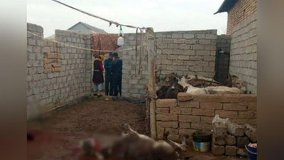 'Косонда фуқаро эшакни сўйиб, гўштини суякларидан ажратиб қўйганлиги, ҳовлисида эса яна 24 бош эшак борлиги аниқланди'ning rasmi